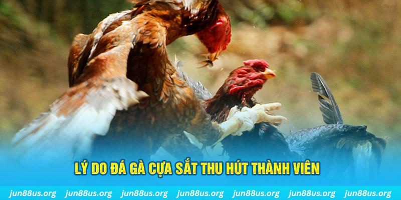 caxeng đá gà thomo hôm nay